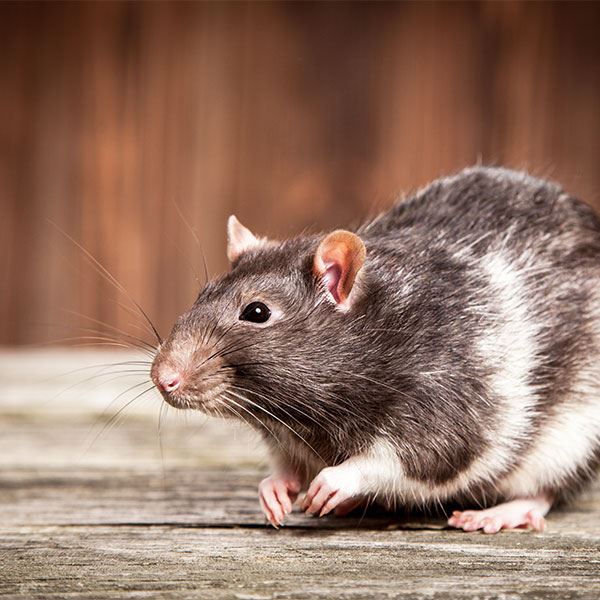 Warning Signs Of Rodent Infestation In Your Home | Venables Pest Management