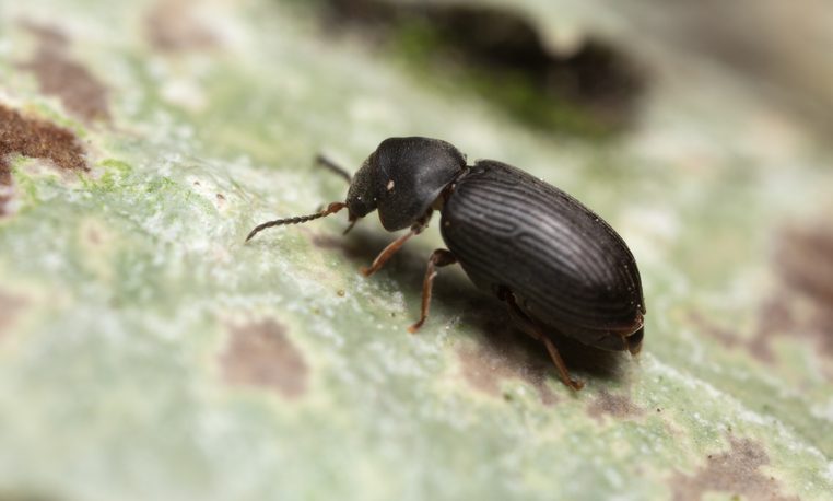 Anobiid beetles